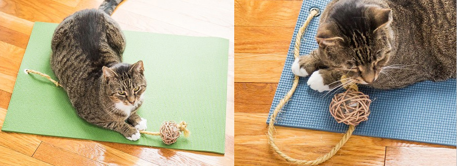 Tapis de yoga pour chats