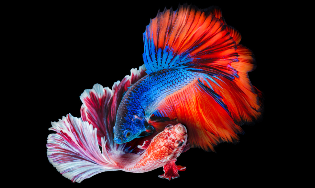 Contraste t&eacute;l&eacute;viseur OLED