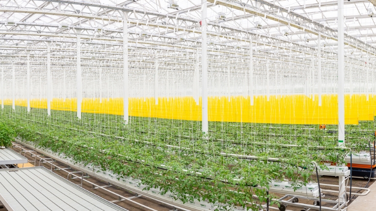 Les serres sur les toits sont un modèle unique au Québec.