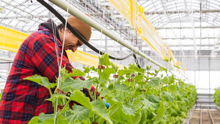 Chaque matin dès 4h, les maraîchers sont déjà au travail pour récolter nos commandes du jour.