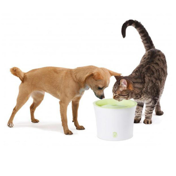 dog bit chien chat