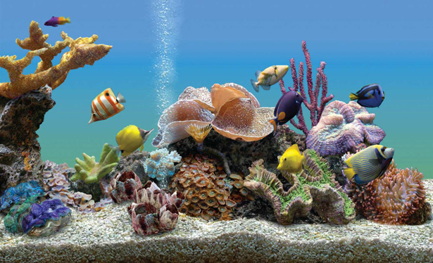 Marine Aquarium