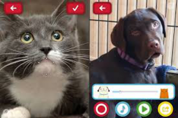 talking pet
