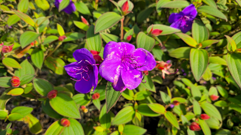 Macro photo Galaxy S24