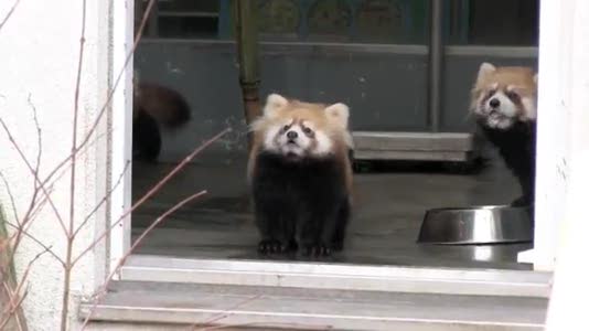 Un panda roux effrayé par un gardien