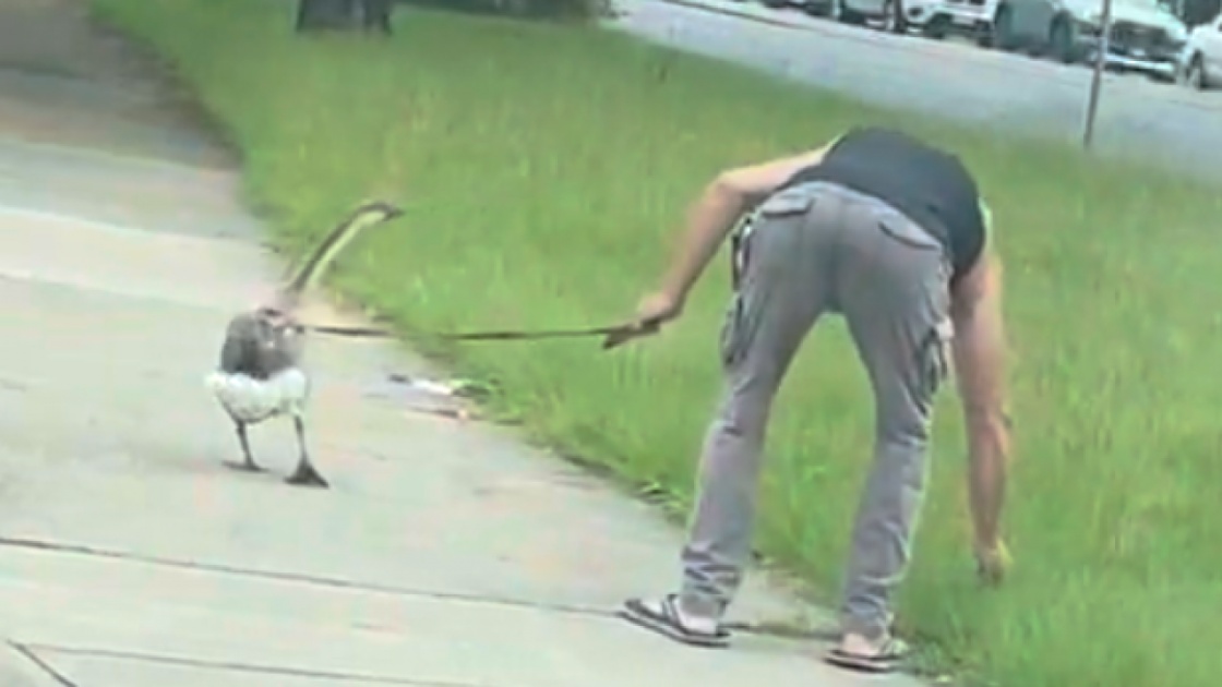 Juste une petite promenade avec mon oie