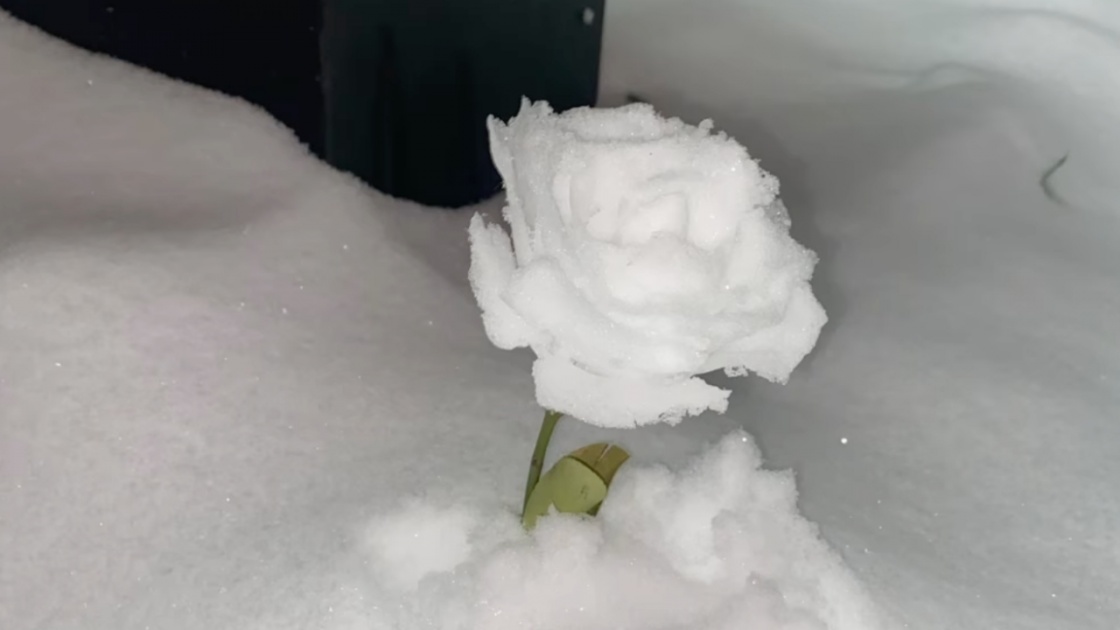 Une rose des neiges