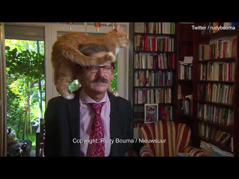 Donner une entrevue en direct... avec un chat sur la tête!