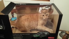 La preuve que les chats adorent les boîtes