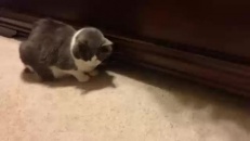 Les meilleures vidéos de chat réunies