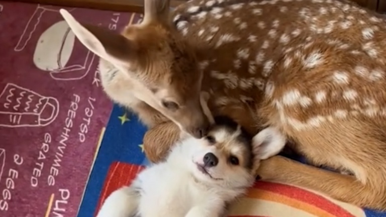 L'amour inconditionnel des chiens