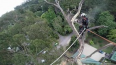Un émondeur abat un arbre de 40 mètres