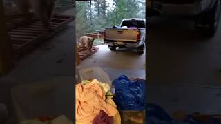 Dans son garage, une dame discute avec un ours affamé 