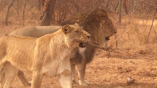 Est-ce une chienne ou plutôt une lionne?