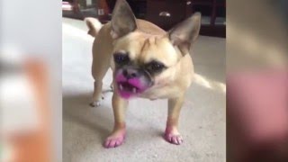 Le look particulier d'un chien voleur de rouge à lèvres