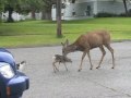 La vraie histoire du clip de cerf qui attaque un chien