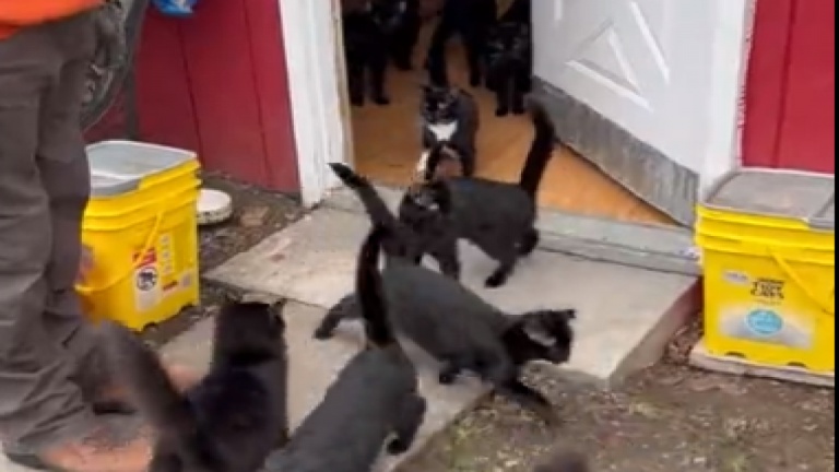 J'espère vraiment que vous aimez les chats...