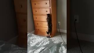 Le chat qui ouvre et ferme les tiroirs pour s'y cacher