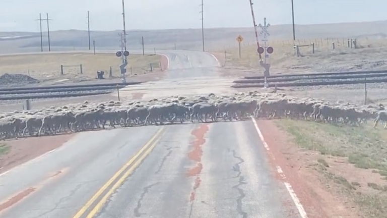 Attention, risque de traverse de... moutons!