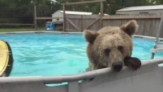 Un ours vraiment heureux