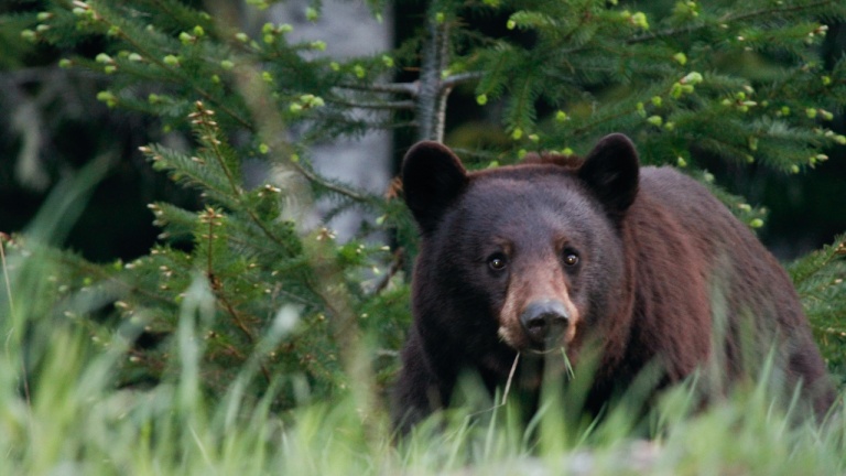 Retrouvez-vous en pleine nature pour découvrir le fjord du Saguenay et ses alentours