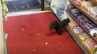 Arrêtez cet écureuil voleur de chocolat!