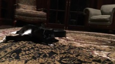 Un chat qui apprécie les massages d'un aspirateur Roomba