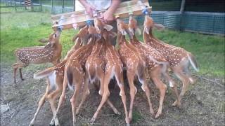 Huit faons boivent comme des bébés