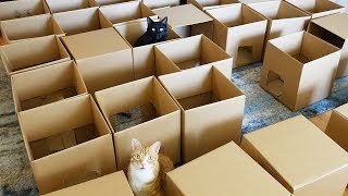 Il crée un super labyrinthe pour ses chats avec 50 boîtes