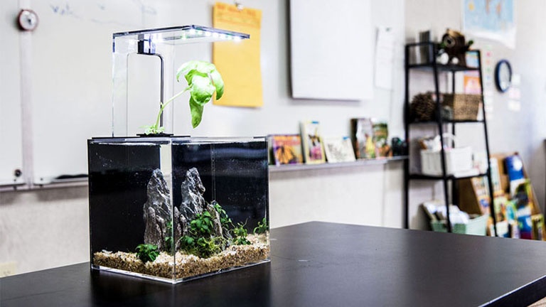 Cet aquarium filtre son eau avec les plantes