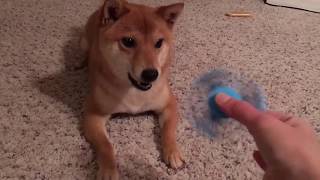Le chien qui déteste les Fidget Spinner