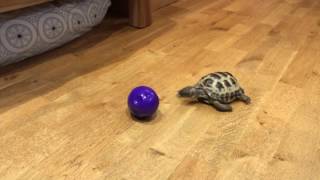 Une tortue ninja en entraînement, ça court vite!