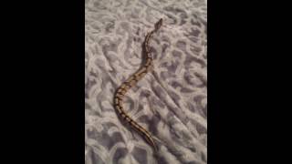 Comment se moquer royalement d'un python royal!