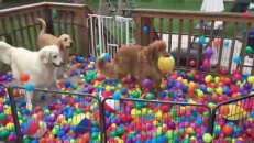 Le meilleur party de fête pour chiens! 