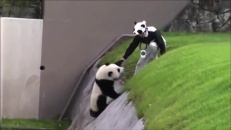 À la rescousse d'un panda désobéissant
