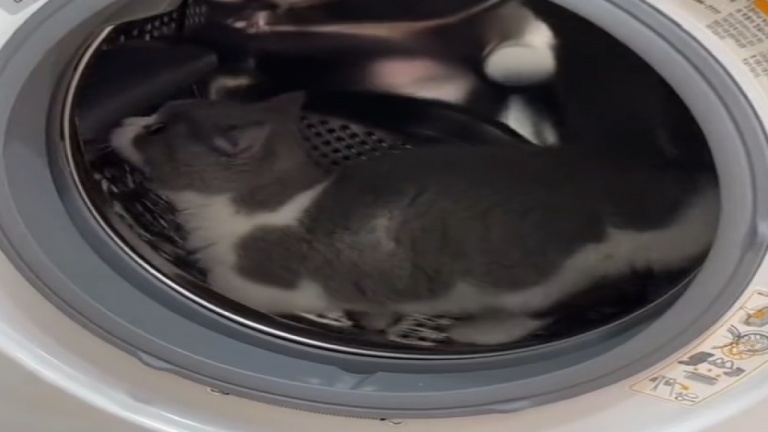 Je ne suis pas un chat, je suis un hamster!