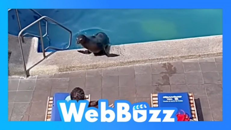 Un lion de mer se met à l'aise