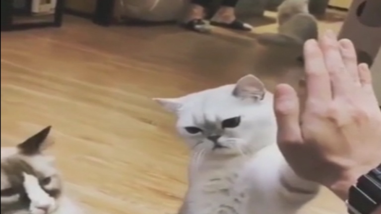 Un salut à la famille Chat