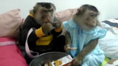 La routine du dodo d'un couple de singes