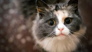 Ces chats retrouvent leur maître après une longue séparation