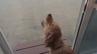 Personne n'aime la pluie autant que ce chien!
