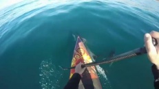 Paddle board en compagnie de dauphins
