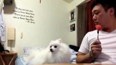 Le chien le plus hypocrite au monde!