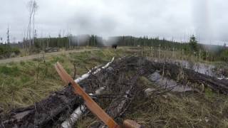 Ce chasseur se fait attaquer par un ours et s'en sort indemne