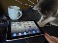 Bébé chat et le iPad