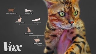 Amoureux des chats, ce reportage sur les races exotiques est pour vous! Amoureux des chats, ce reportage sur les races exotiques est pour vous!