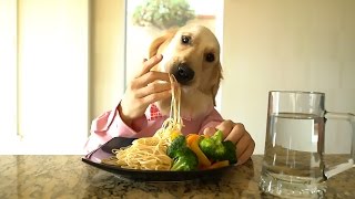 Chef Dog, le chien comme vous et moi… ou presque!