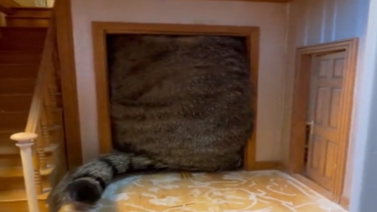Quand un chat a une idée dans la tête... 