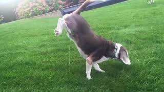 Ce chien a un drôle de moyen de faire pipi