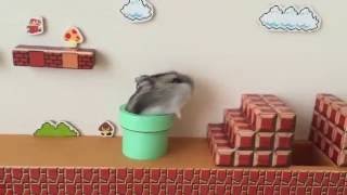 Ce mignon petit hamster a son propre univers Mario Bros